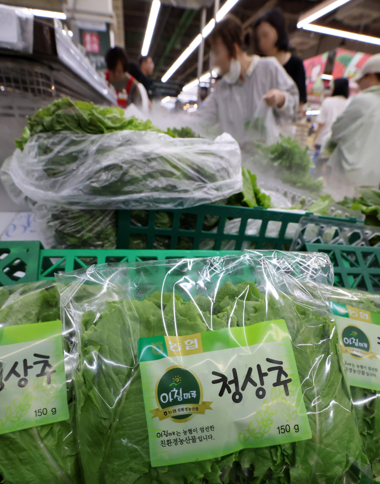 [포토]폭염에 시금치값 2.5배 껑충…무더위에 밥상 물가 '비상'