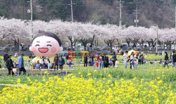 한국 축제는 왜 다 똑같을까… 전국에 벚꽃축제만 53개