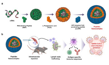 나이벡, LNP 한계 넘는 mRNA 전달 플랫폼 가능성 확인…최대 7일 발현