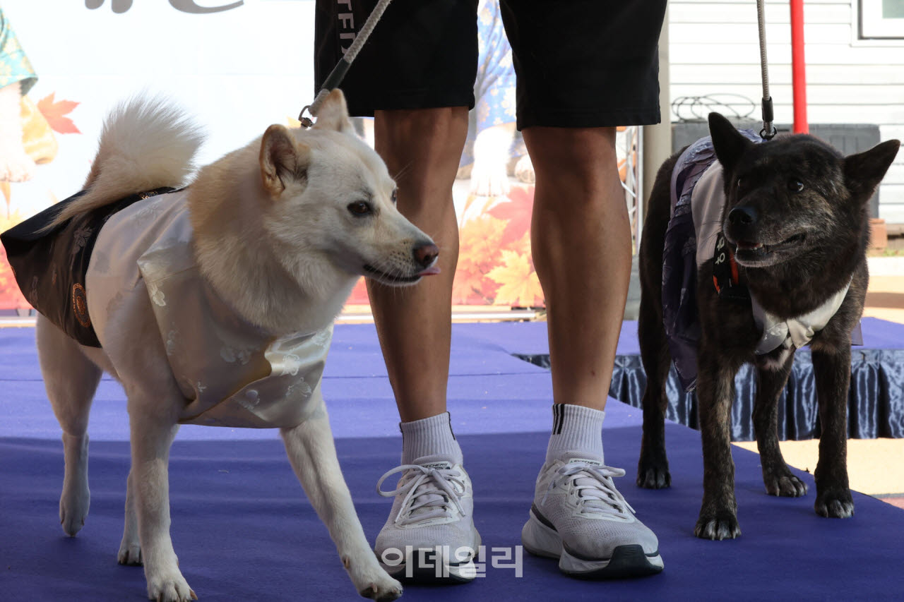 “짖고 물어서 못 키우겠어요”…펫보험이 해결책 될까