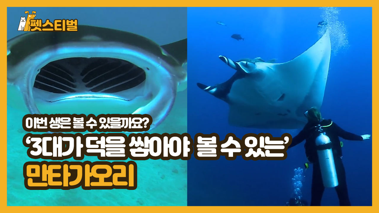 이번 생은 볼 수 있을까요? ’3대가 덕을 쌓아야 볼 수 있는’ 만타가오리