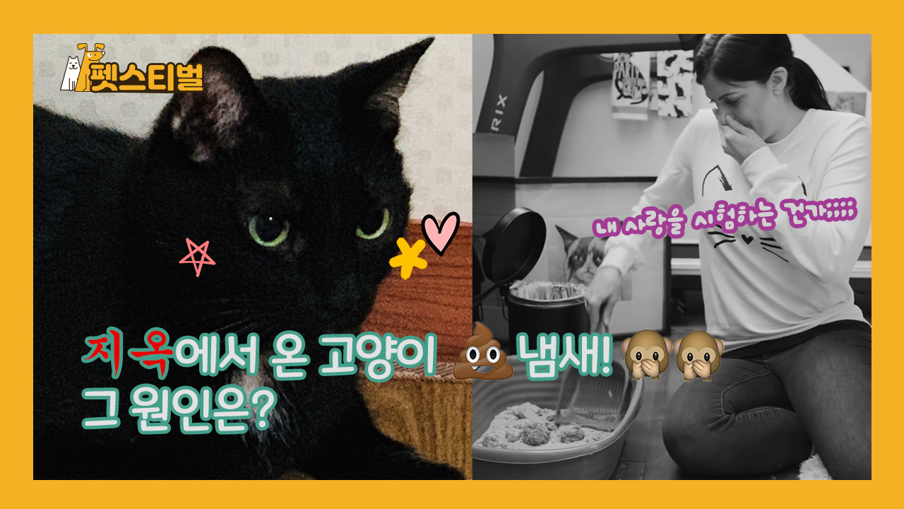 지옥에서 온 고양이 똥 냄새, 그 원인은?