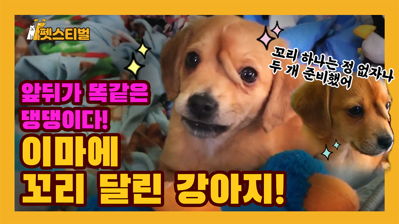 이마에 꼬리 달린 강아지 등장!