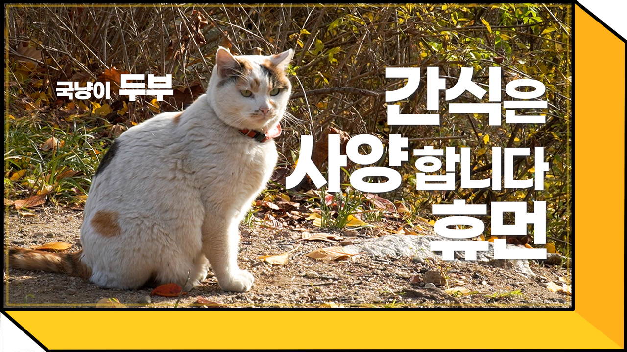 국민대 고양이들의 최신 근황은...?