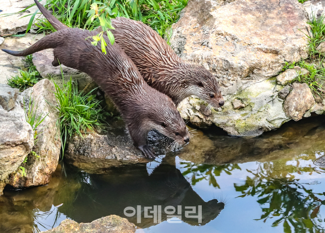[포토] 국립생태원 수달 한쌍 방생한다