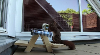 다람쥐 전용 테이블 만들어주자 벌어진 일(영상)