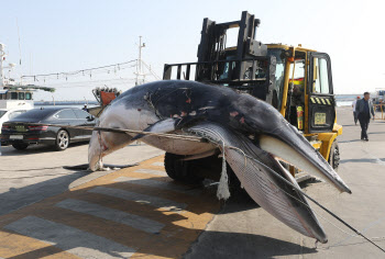 '바다의 로또' 밍크고래에 작살 꽃는 이유…"시가는 1억, 벌금은 100만원"