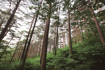 103㎞ 대관령 숲길, 대한민국 대표 산림관광자원으로 조성