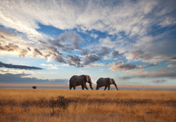 아프리카 코끼리 의문의 떼죽음…"코로나 의심"