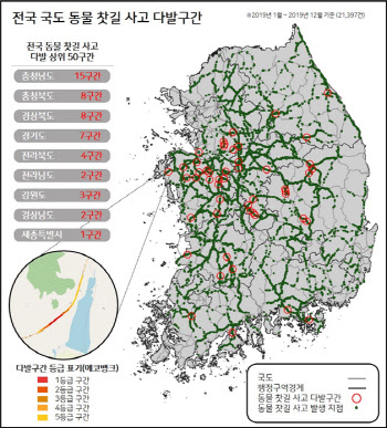 로드킬 그만… 사고 다발 국도 구간, 집중 관리