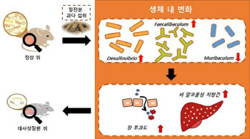 밀가루 지나치게 먹으면 장 누수로 '마른비만' 생긴다