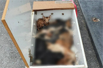 "못 박힌 상자에 고양이 사체가"…경찰, 동물학대 수사