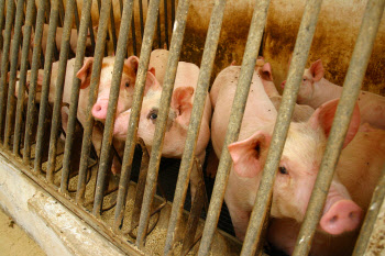 "돼지도 코로나19 걸릴 수 있다"…美·캐나다 연구결과