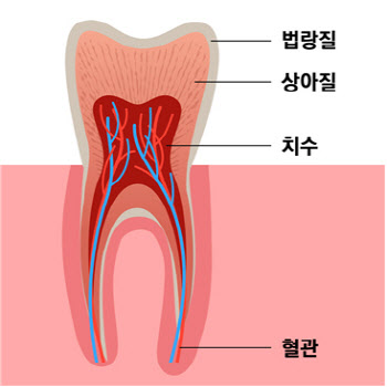 치수재생으로 자연치아 보존, 기존 신경치료 한계 극복 가능