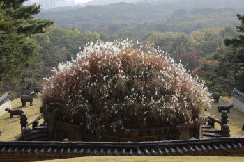 단풍 물든 조선왕릉에 '가을 나들이' 어떨까