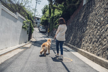 펫팸족 시대, 반려동물과 동반 외출할 때 관절 주의해야