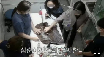 "삼순이는 하늘나라로"…수술 끝난 강아지에 탈취제 뿌린 동물병원