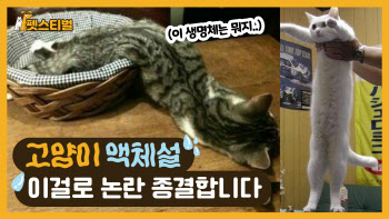 논문으로도 발표된 '고양이 액체설' 과연 진짜일까?(영상)