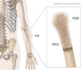 손아귀 힘 ‘악력’ 강할수록 손목뼈 골밀도 높아