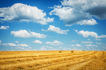 식량 위기 대응…밀·콩 생산 늘리고 온라인 도매시장 확대