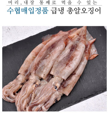 민간서 판매금지한 ‘새끼 오징어’…수협선 버젓이 유통
