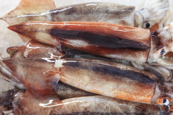 새끼오징어 남획·유통 막는다…해수부, 근절방안 발표