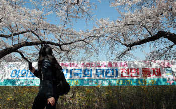 서울 '여의도 벚꽃축제' 제한 관람…버스 20개 노선 임시 우회