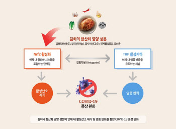 세계김치연구소 "김치, 코로나19 증상 완화에 도움"