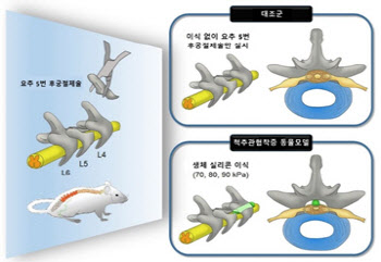 실리콘 경도에 따라 중증도를 조절하는 표준화된 척추관협착증 동물모델 개발