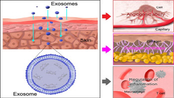 바오밥헬스케어, 줄기세포 엑소좀 리뷰논문 SCI 학술지 게재