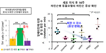 안전성, 유효성 극대화 된 파킨슨병 세포치료제 만든다