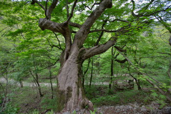 ‘내장산 단풍나무’·‘가림성 느티나무’ 천연기념물 됐다