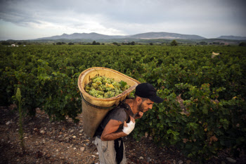 와인 농장에 느닷없는 서리…이상 현상 급증