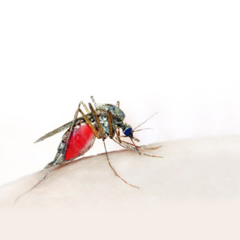 올해 첫 말라리아 모기 등장…치료·예방법은