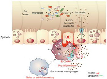 장 미생물로부터 생성되는 대사체의 대장 염증 악화 기전 규명
