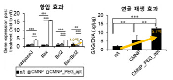 후두 보전 후두암 치료제로 활용 가능한 세포막 유래 나노입자 나와