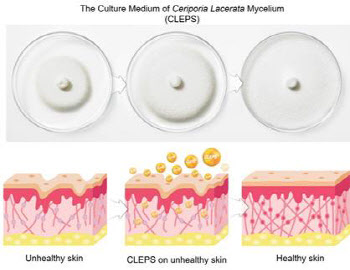 퓨젠바이오 “세리포리아 락세라타, 항노화 코스메슈티컬 효능 입증”