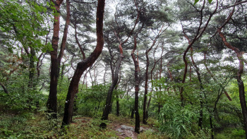 서울 남산 소나무림 등 10곳 국가산림문화자산으로 지정