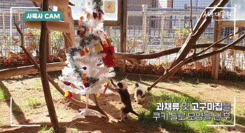 크리스마스 장식으로 단장한 서울대공원...동물에겐 선물도