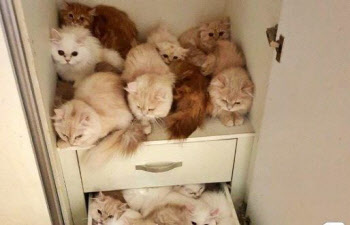 월세 밀린 오피스텔…남겨진 '각서'와 고양이 수십마리