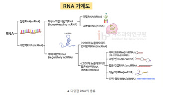 ①글로벌 제약업계는 'RNA' 패권 전쟁 중