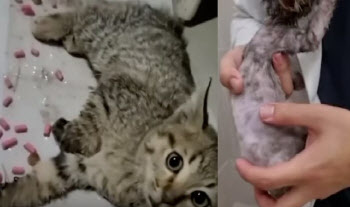 (영상)끈끈이에 걸린 아기고양이…'N번방' 아닌 '쥐덫'이었다