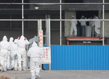 설 연휴 이동에 가축전염병 퍼질라…24시간 비상근무반 운영