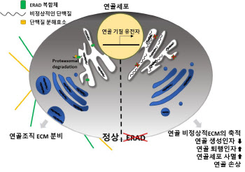 UNIST·아주대 연구팀, 연골 퇴행성 손상 원인 규명