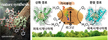 식물 주요 물질을 '광촉매'로..고부가가치 화합물 만든다