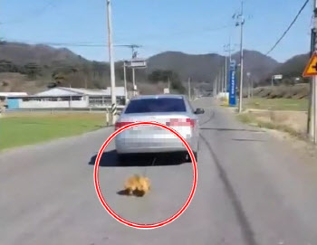 (영상) 강아지 매달고 질질… 도로 위 선명히 남은 핏자국
