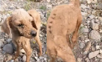 (영상) 코 빼고 생매장된 강아지.. 견주 "잃어버린 것"