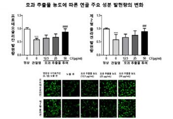 연골 손상으로 인한 퇴행성 관절염 치료에 모과 활용 가능성 높아져