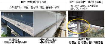 “교량 하부 비둘기 서식 막는다”…서울시, 방지지설 설치