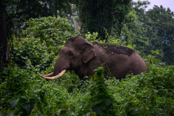 노인 밟아 죽인 인도 코끼리…장례식에도 출몰해 난동